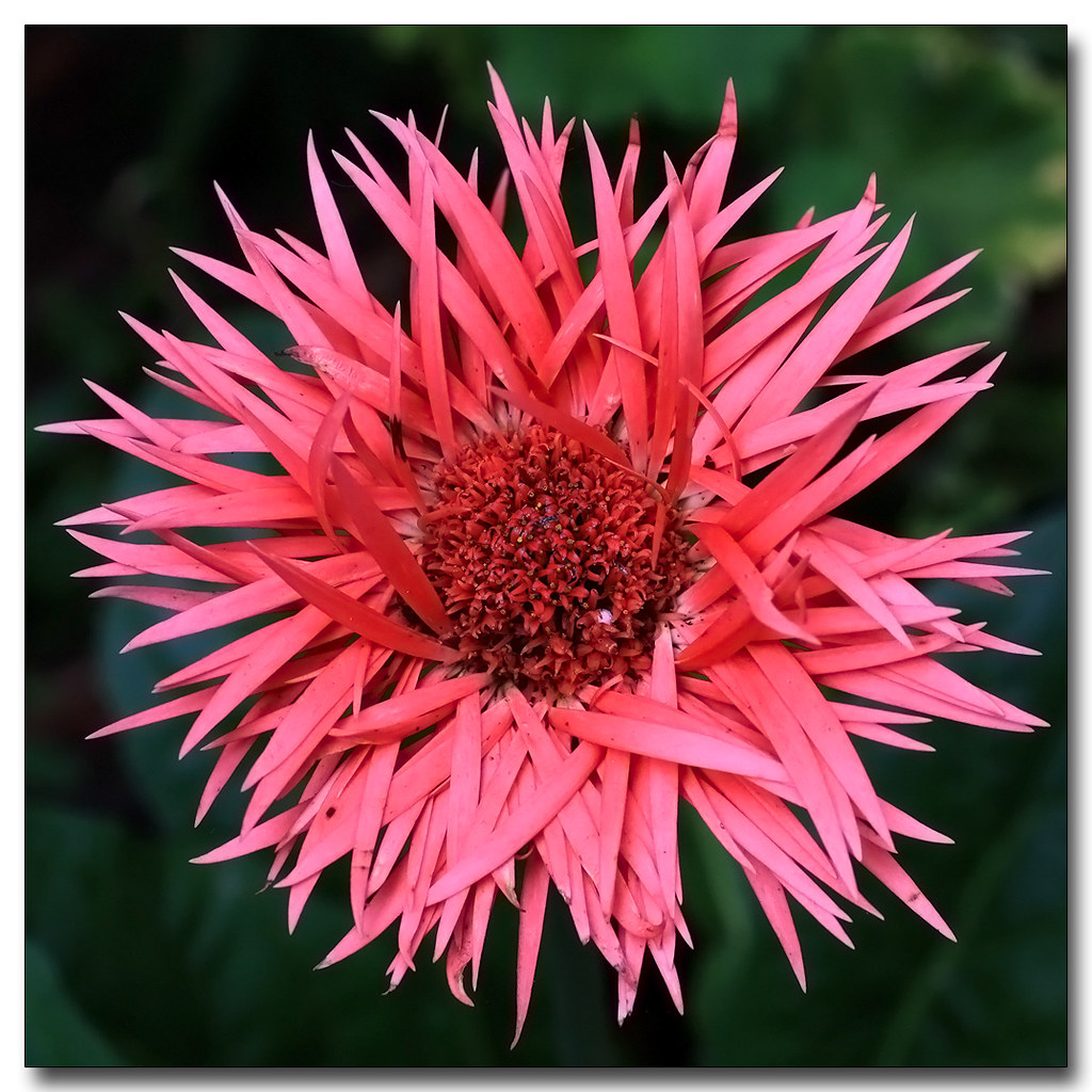 Gerber Daisy We planted some Gerber Daisies last spring, a… Flickr