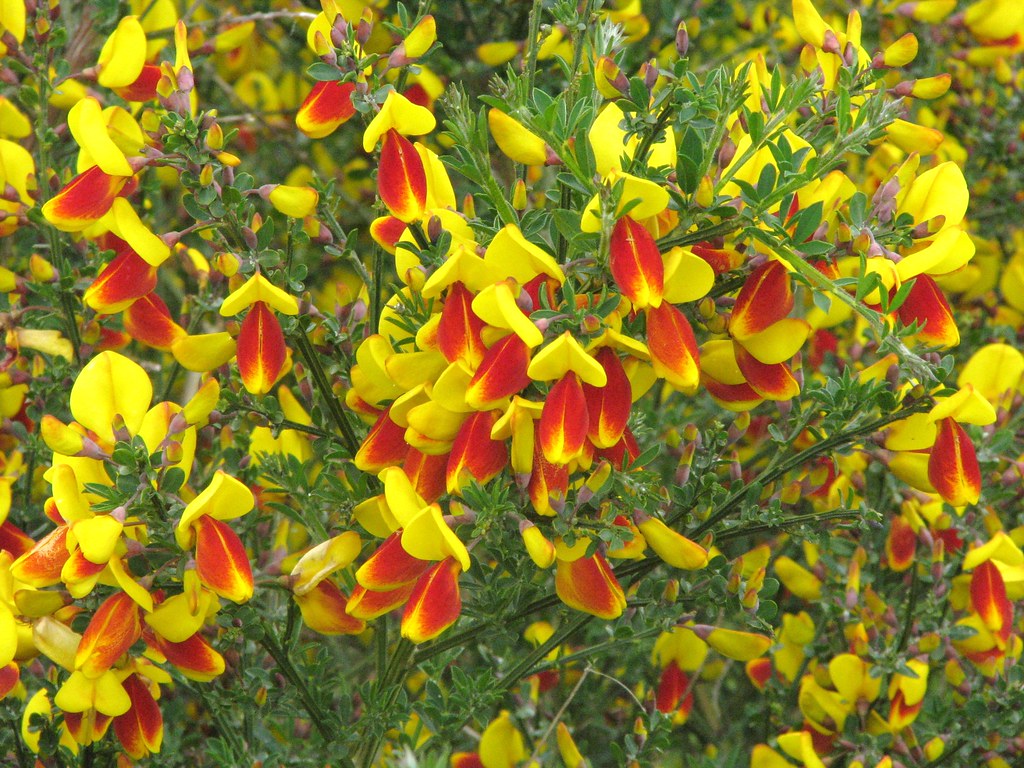 Scotch broom Cytisus scoparius A severely invasive shrub i… Flickr
