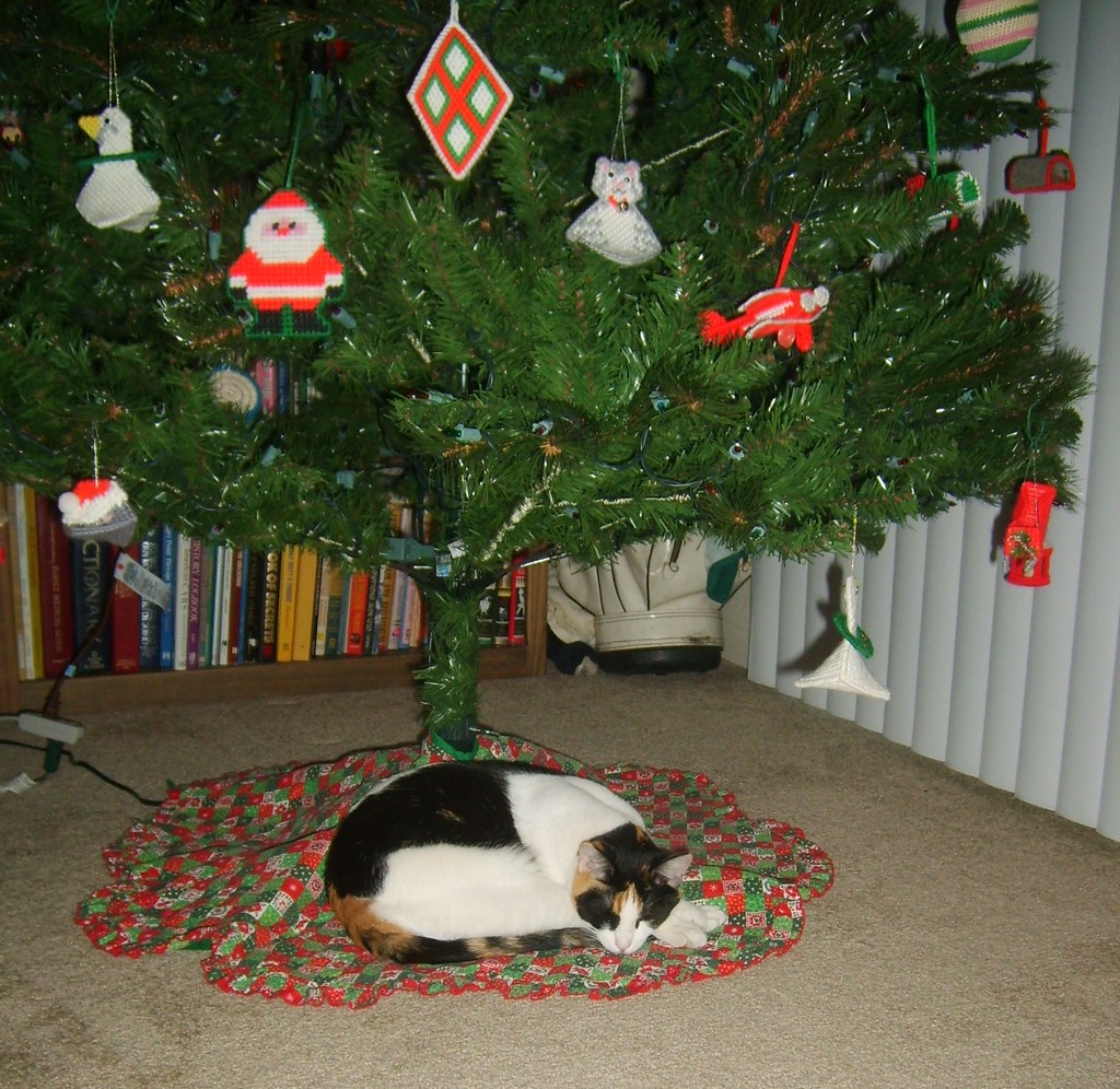 Sleeping under the Christmas tree Kitty under the tree Joy Taylor