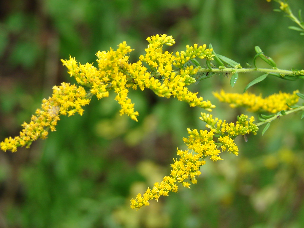 Goldenrod A blooming goldenrod in my walk in the woods rod… Tim