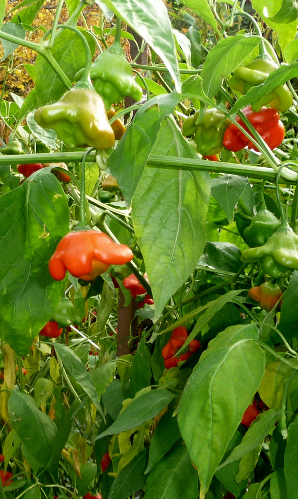Capsicum baccatum o pimiento campanilla o lo que es lo… Flickr