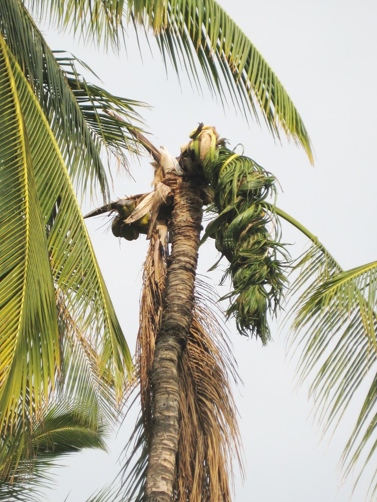 IMG_0478 Boron deficiency coconut A severe boron deficienc… Flickr