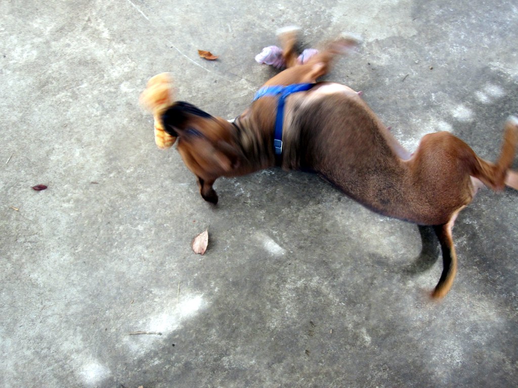 Why Dogs Roll in Poop The Scientific Explanation and How to Stop It