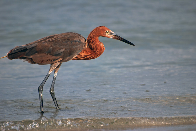On Black Red Neck Bird by Michael Skelton [Large]