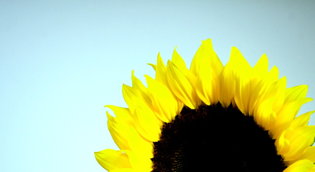 Sun Flower Rising Sun flower rising, rising to the occasio… Flickr