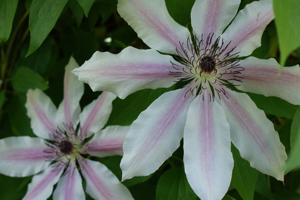 Clematis (white with pink stripe) Karl Gercens Flickr