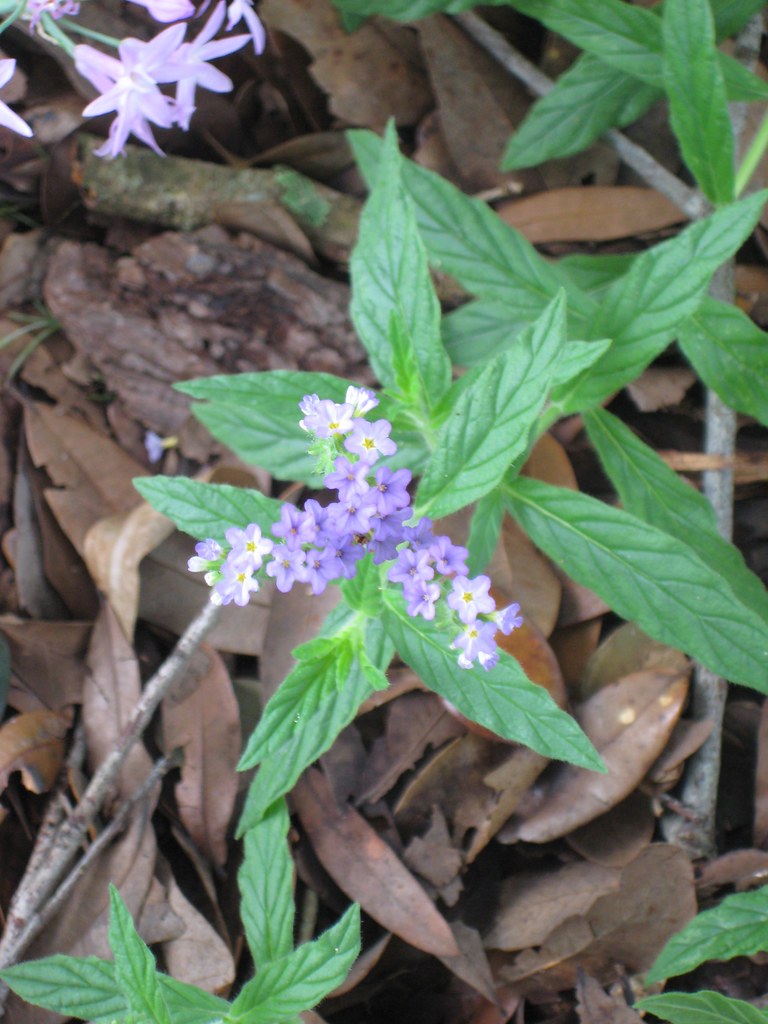 ScorpionTail Heliotrope This lowgrowing Florida native c… Flickr