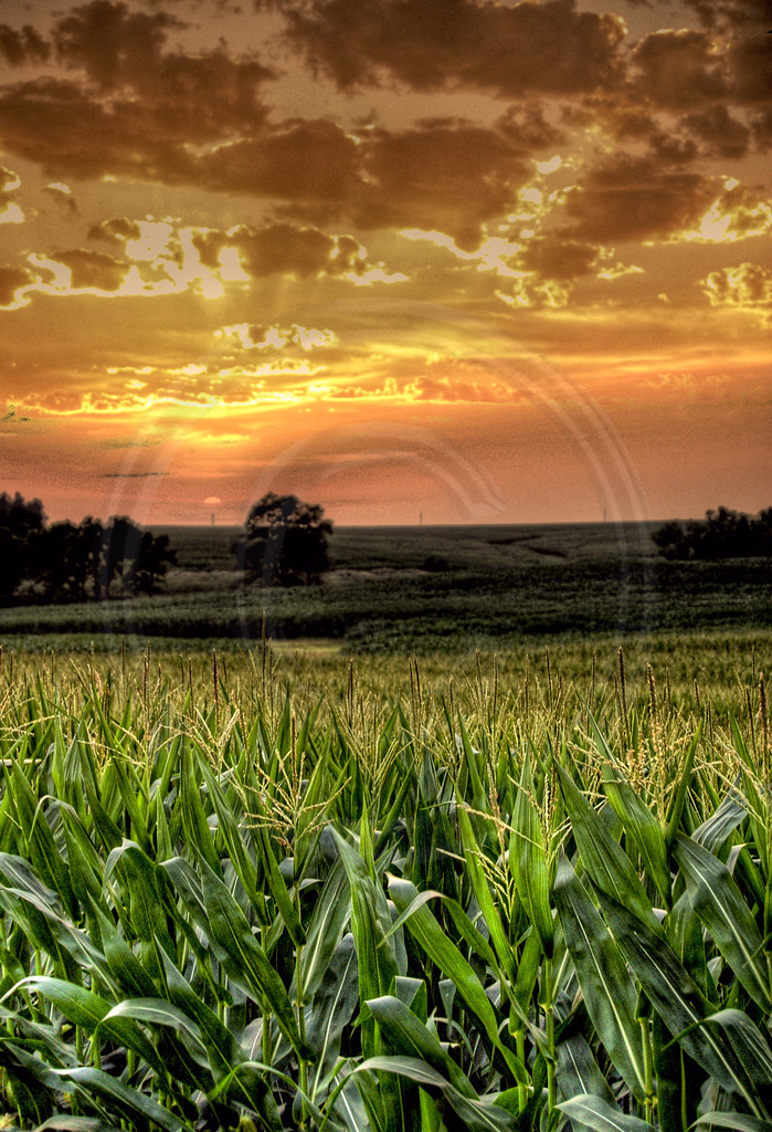 Nebraska Corn Field Sunset Nikon D50 HDR All rights rese… Flickr