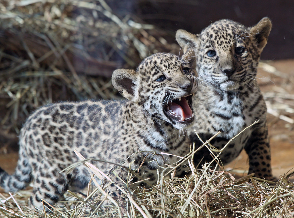 Baby Jaguars! Born 9/22/09 David Harris Flickr