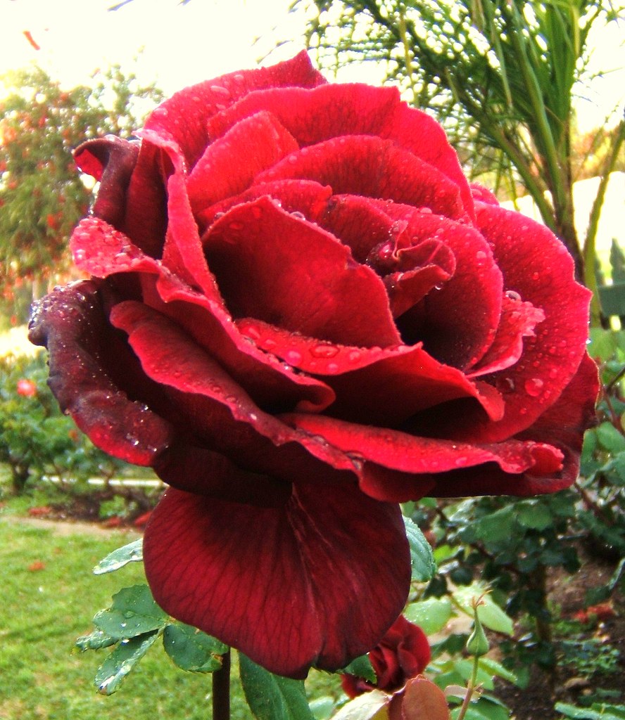 a red rose on cold day a red rose on a cold day Flickr