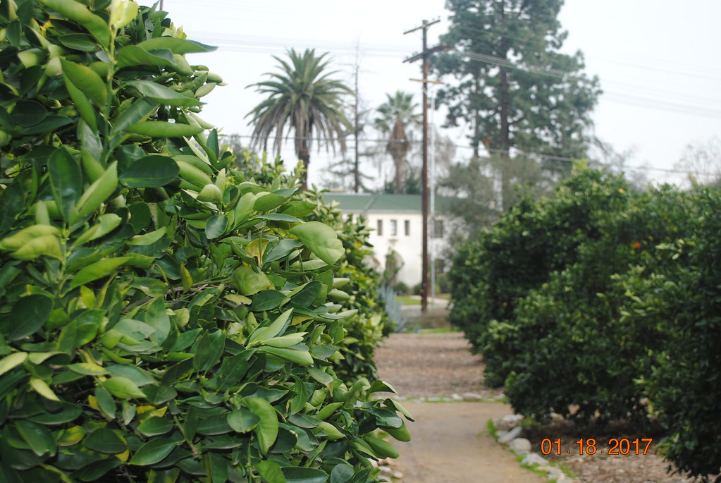 Arlington Garden Flickr