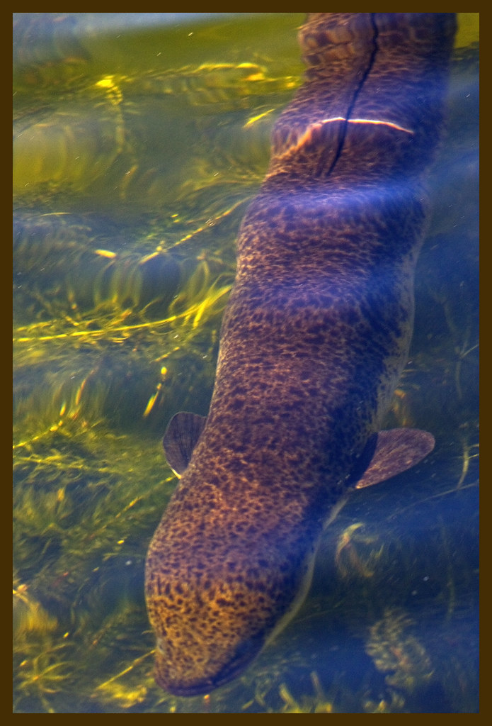 Eel in Humpbybong Creek& Eel in Humpbybong Creek Flickr