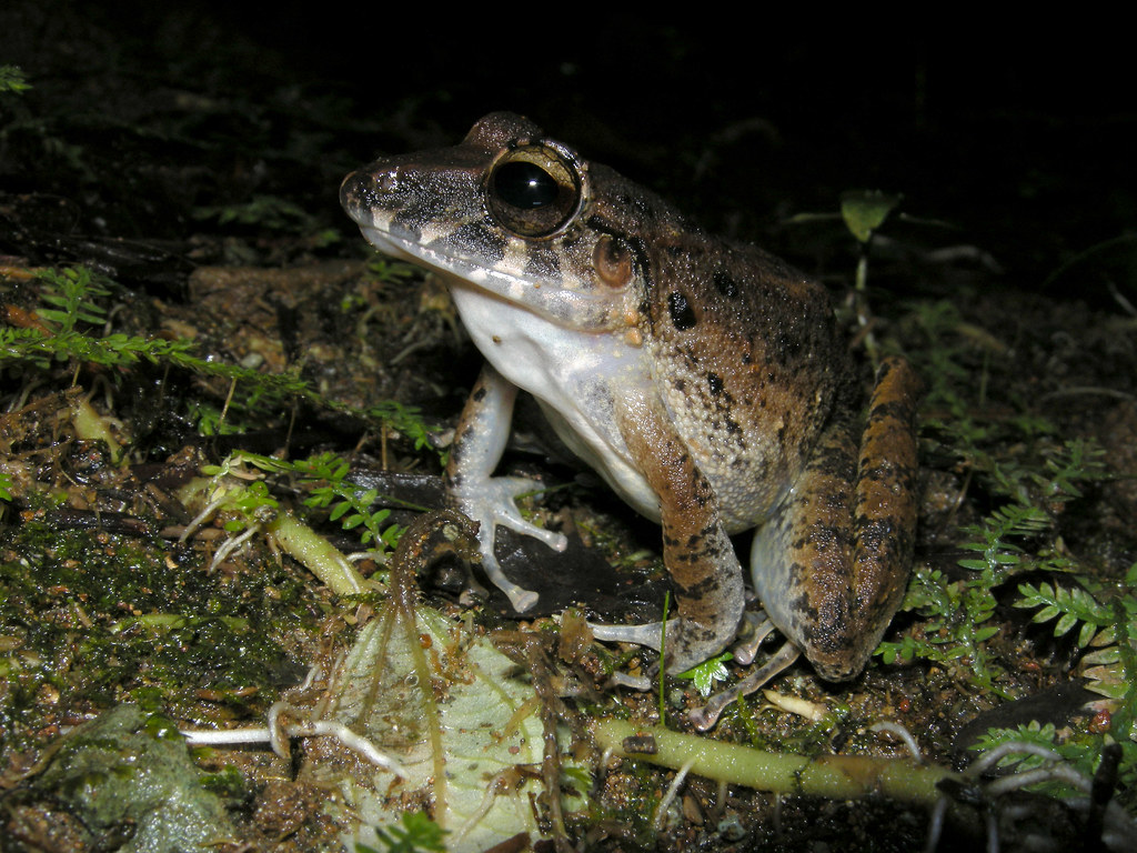 Common RainFrog, Esquinas Rainforest Lodge, Costa Rica Flickr