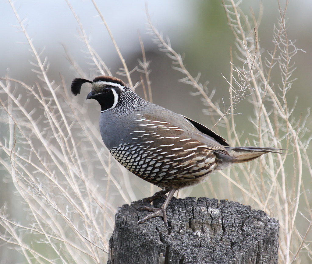 California QuailMale The male of the Quails .Another firs… Flickr