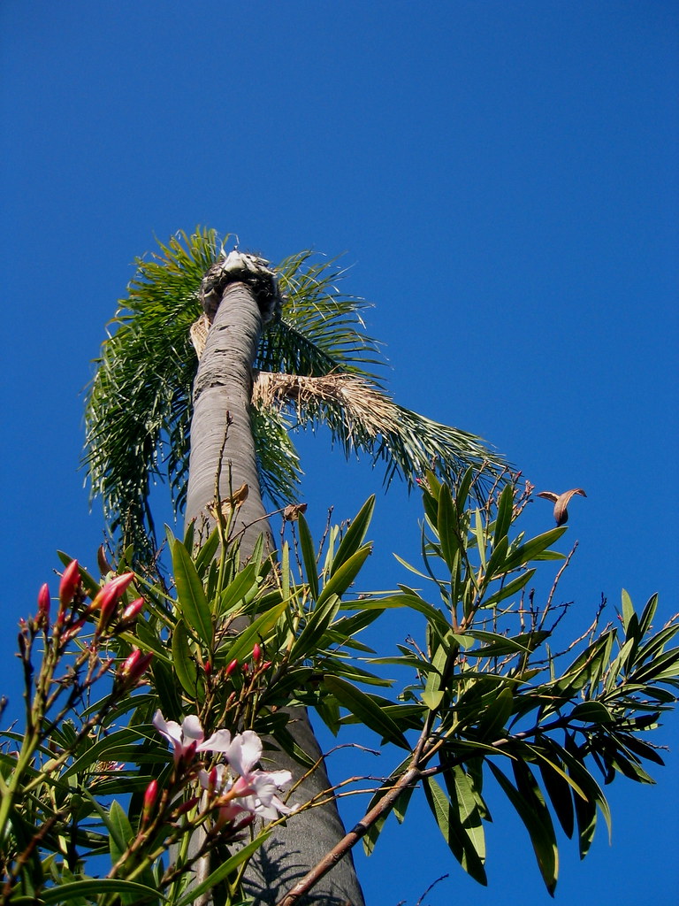 San Diego Palm Tree Cleveland Avenue, University Heights. Keturah