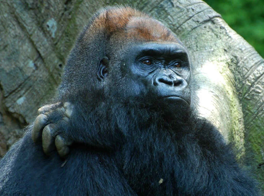 Gorilla, Bronx Zoo navonco Flickr