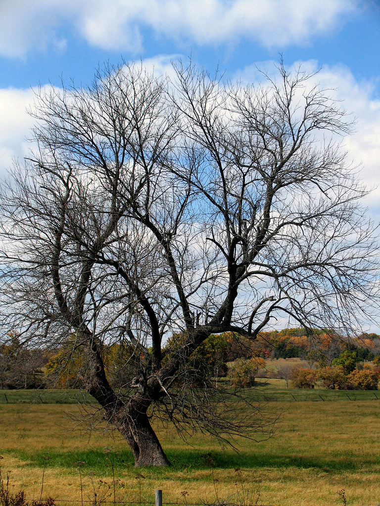 Lonely Tree, Rogersville, MO Imbue85 Flickr