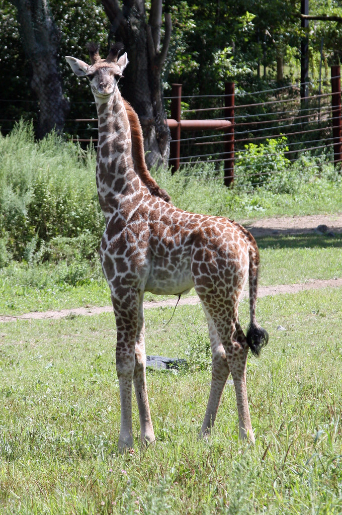 Baby boy giraffe This is the newest addition to the Masai … Flickr
