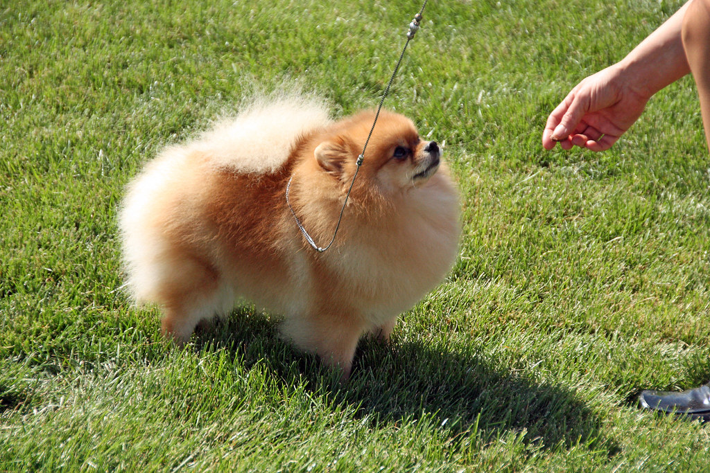 Orange Pomeranian. The 2009 dog show at the Walla Walla Po… Flickr