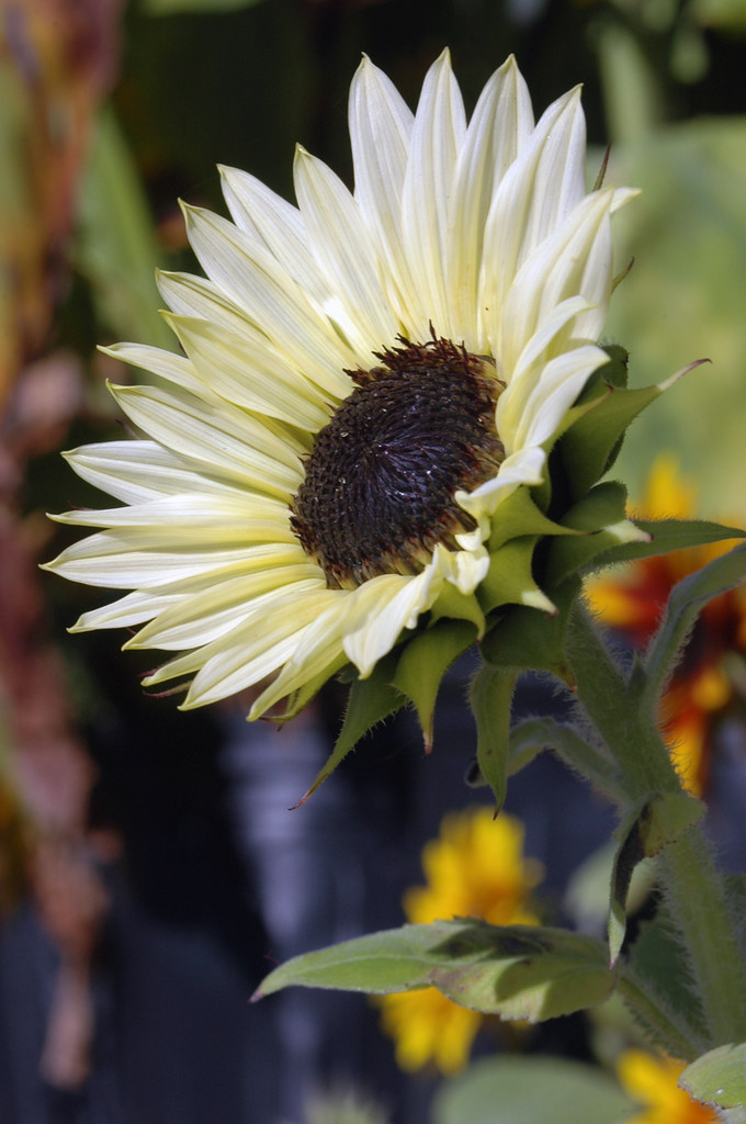 White Sunflower I stopped by a florist/greenhouse today an… Flickr