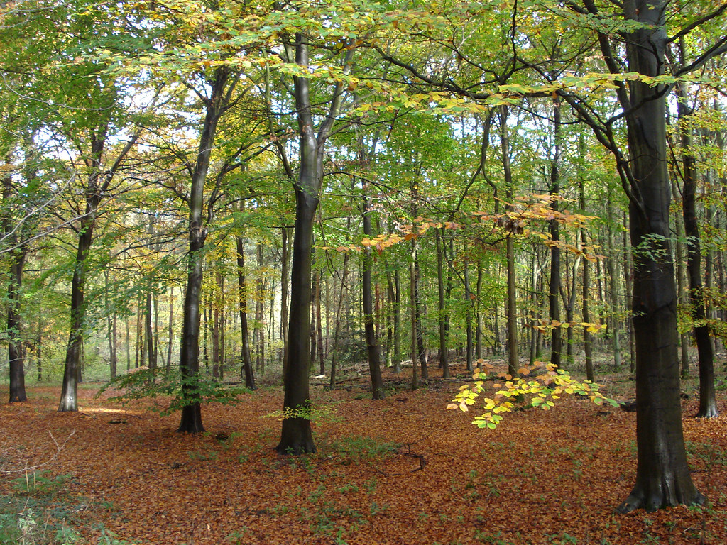 Berrygrove Woods autumn forest a few yards away f… Flickr