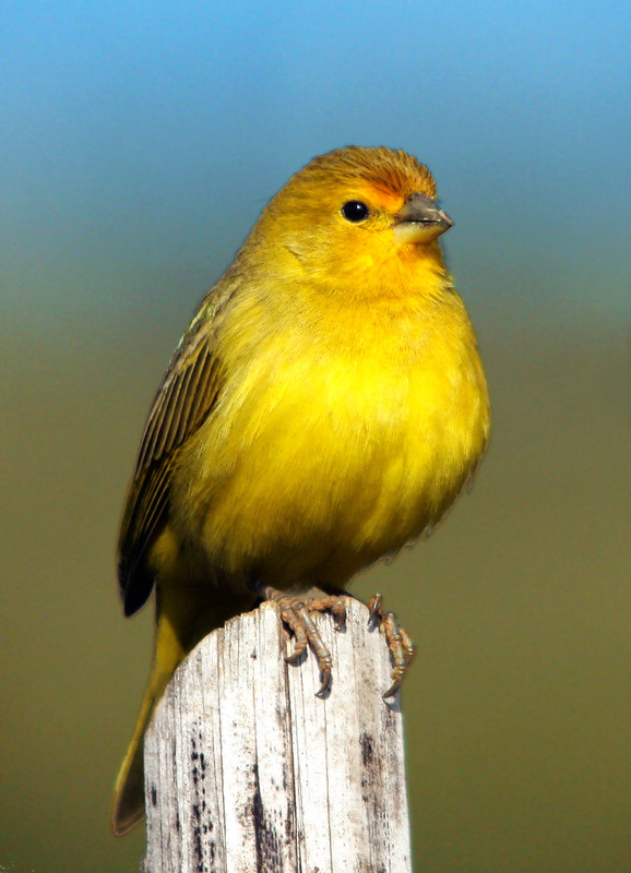 Saffron Finch / Sicalis flaveola photo call and song