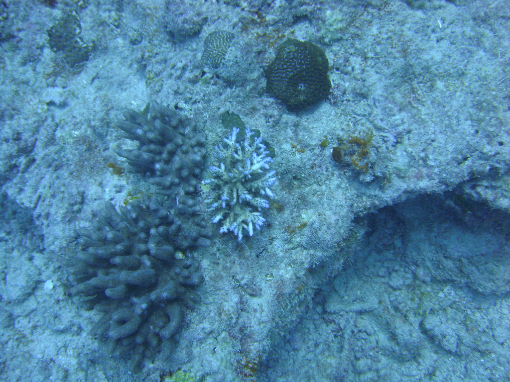 Fantastic Wall Dive Martin Edwards Flickr