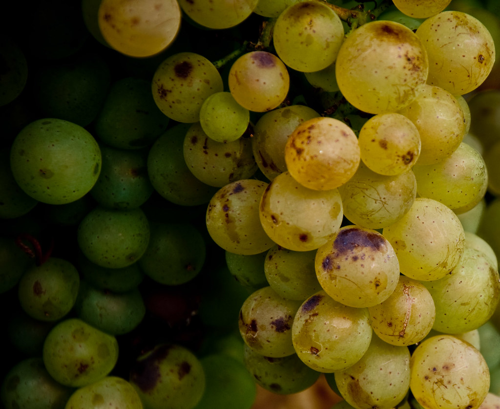 Grapes German grapes ripe for the transformation to wine. powervu