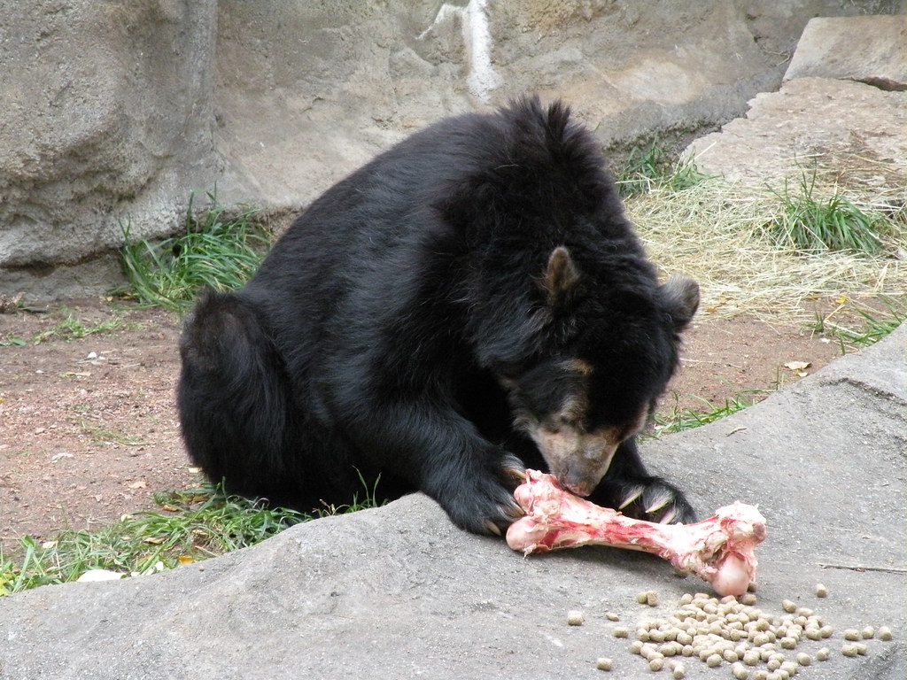 bear having dinner Lincoln Park Zoo jinjian liang Flickr