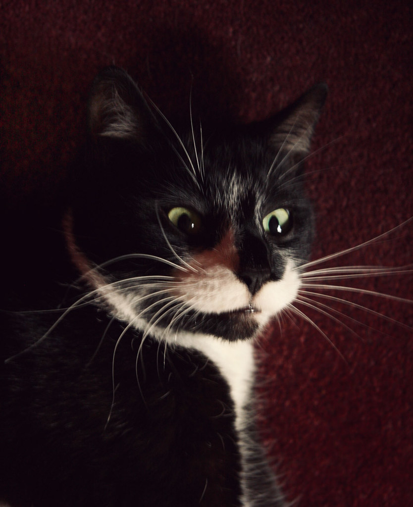 Nick nack patty wack, give a dog a bone little lamb who's … Flickr