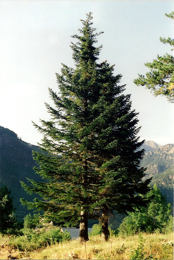Abies alba Miller / abeto a photo on Flickriver