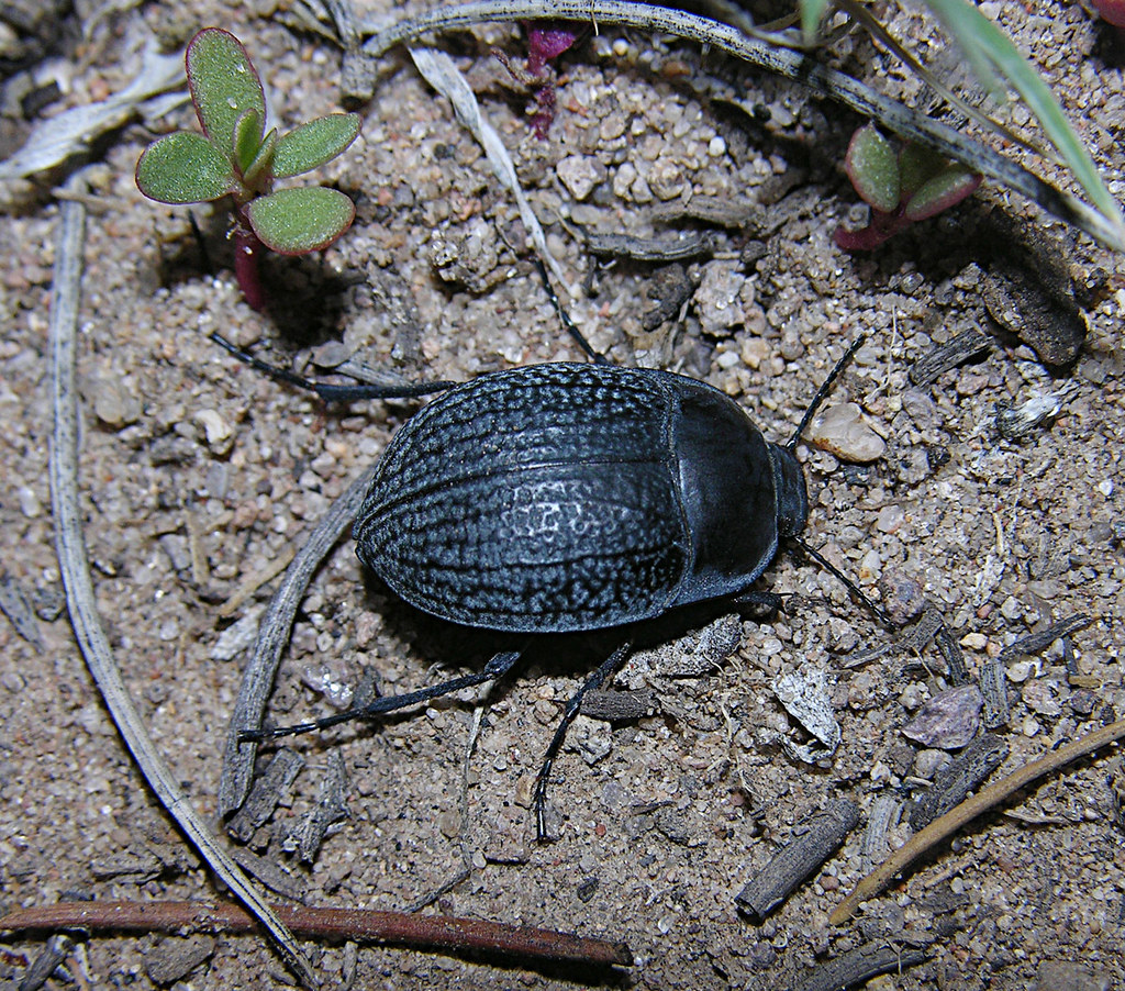 One of many darkling beetles (Eusattus sp ?) in the deserts and dry