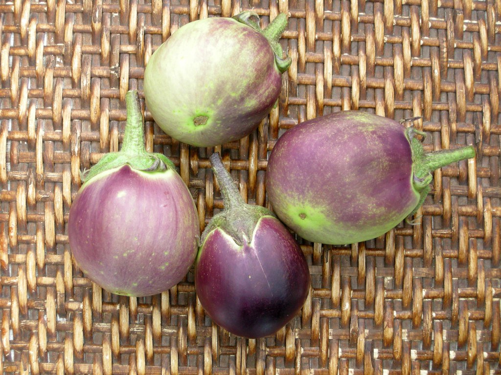 DSCN3353 Eggplant Kamo, from greenhouse Søren Holt Flickr