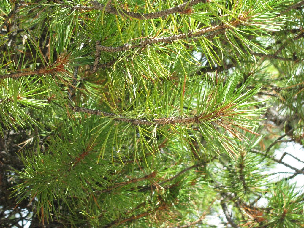 Pinus contorta (Lodgepole Pine) foliage Foliage of Lodge… Flickr
