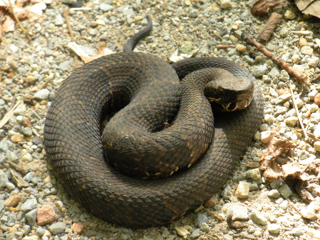 DSCN0294 Western Cottonmouth Shawnee National Forest Union… Flickr