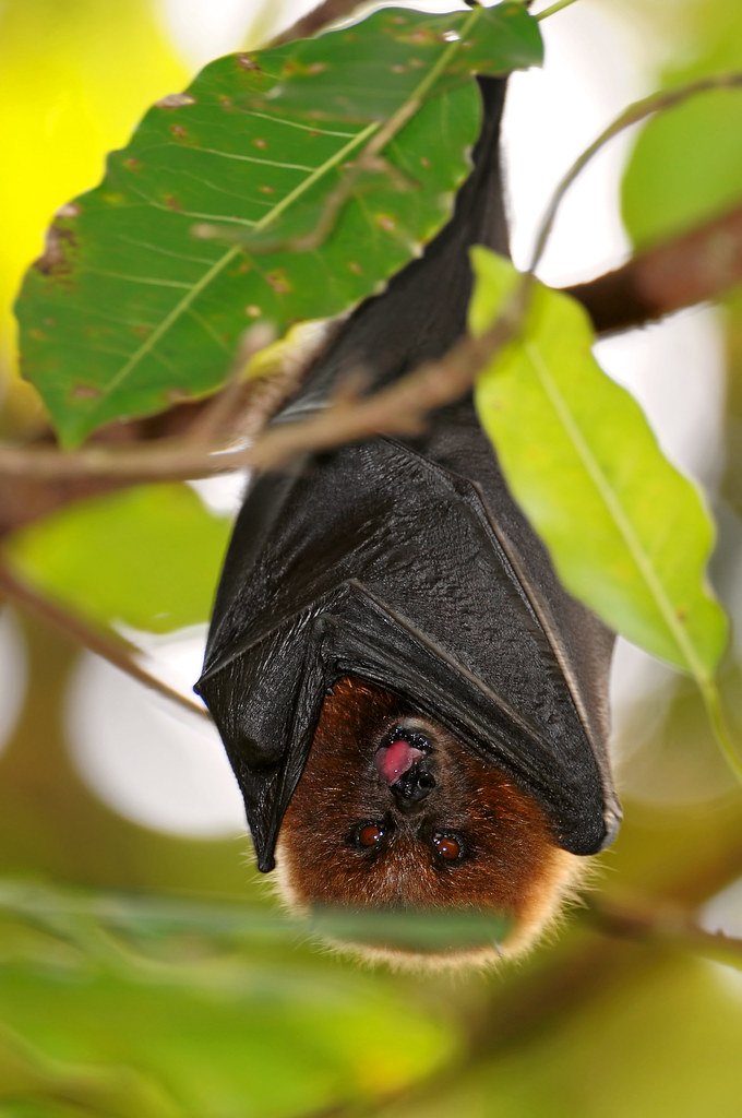 Fruit bat This is a fruit bat living in the Masoala hall o… Flickr