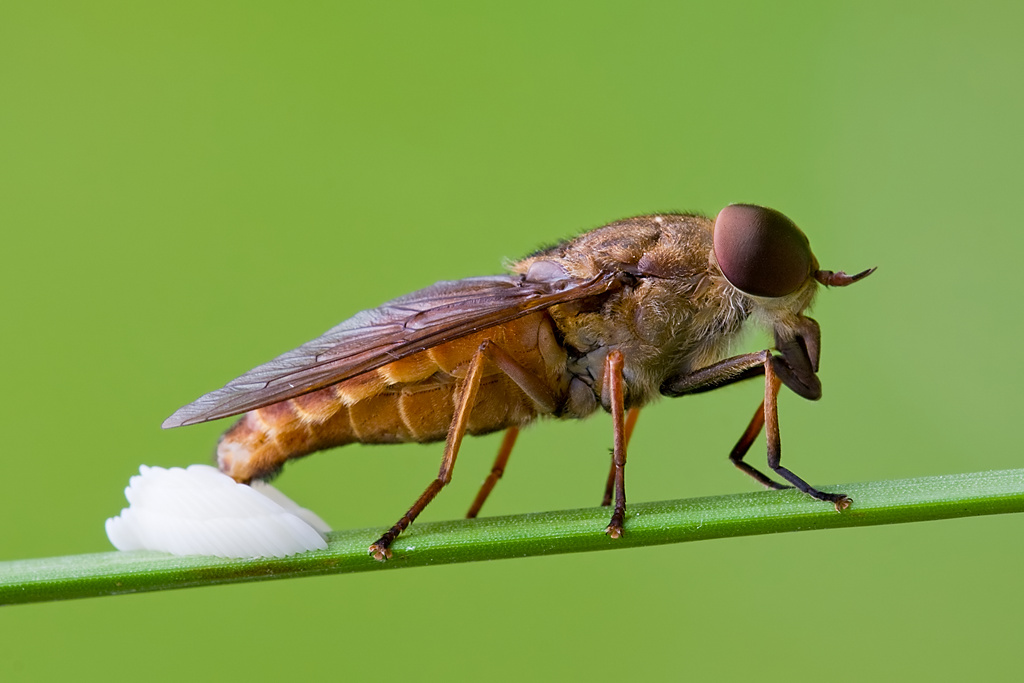 Fly Laying Eggs on Grass Trevor Flickr