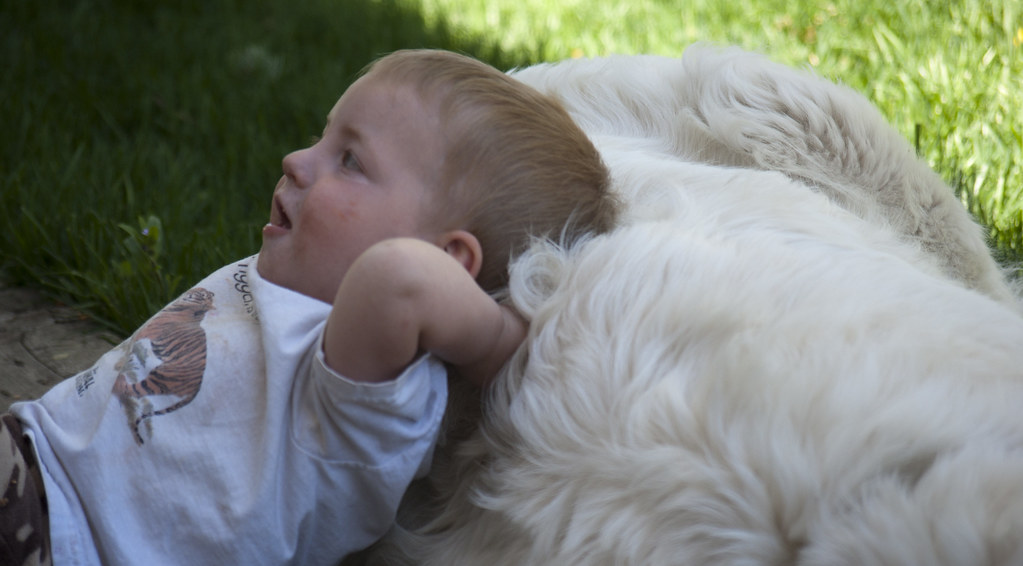 big fluffy white pillow DQmountaingirl Flickr