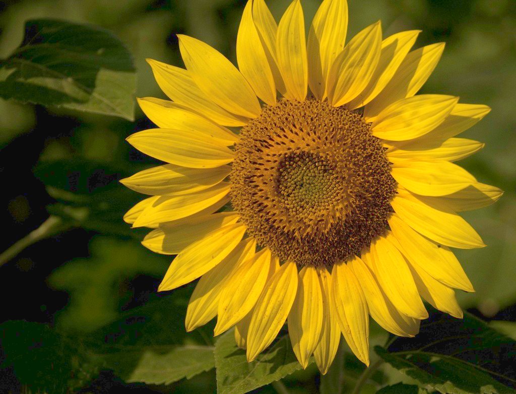 Sunflower single Single sunflower from trip with Sue to Mc… Flickr