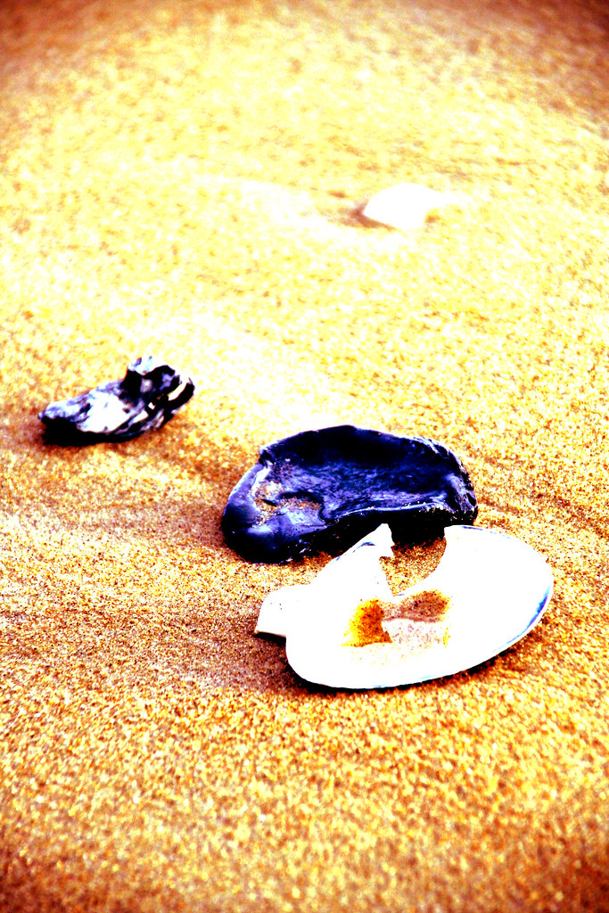 seashells Sandbridge Beach, Virginia rachel merriman Flickr