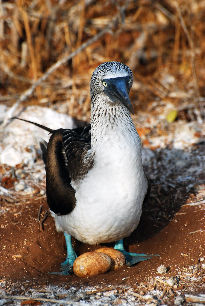 Galapagos Islands119 A Blue Footed Booby guarding her egg… Flickr