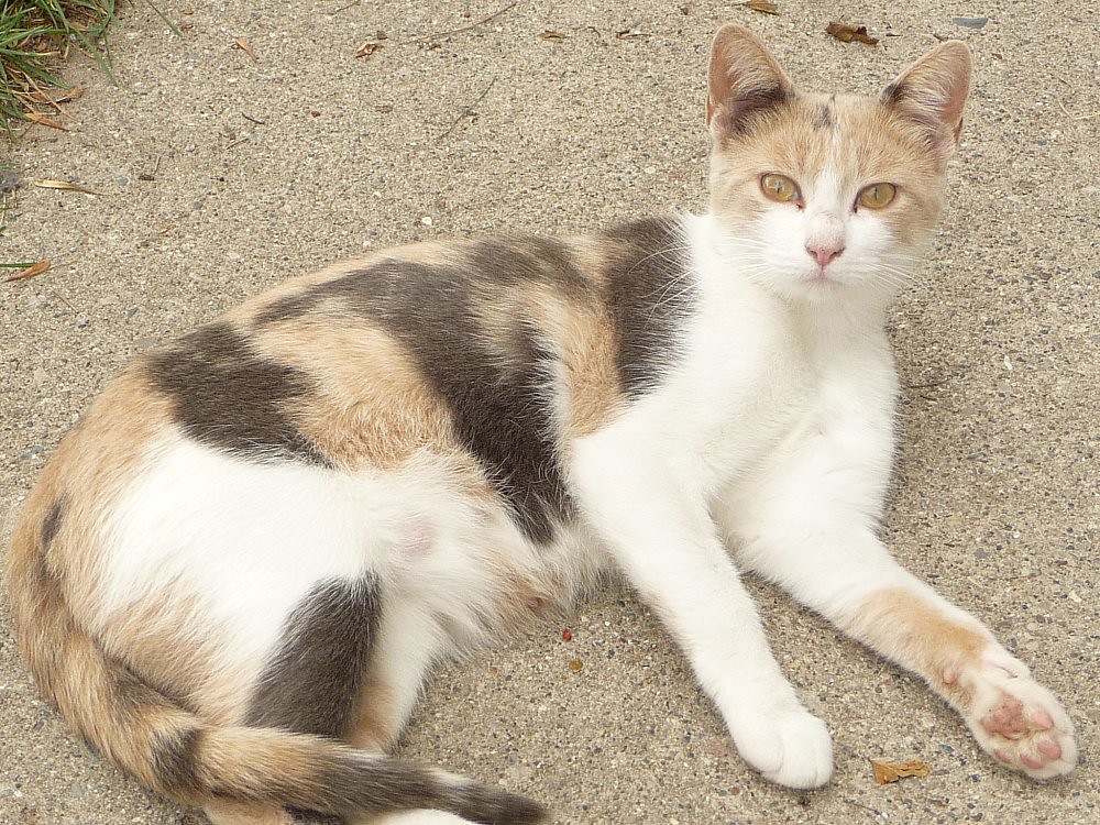 Calico Kitty One of the friendlier barn cats at my Uncle K… Flickr