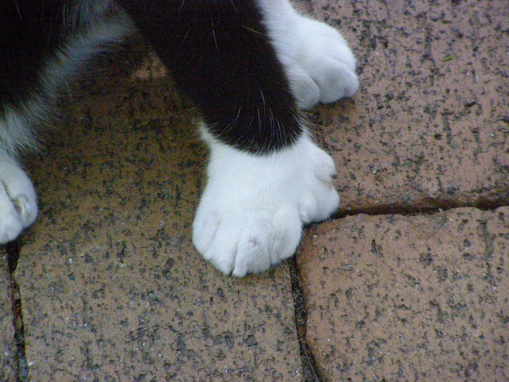 Six toed Hemmingway Cat Hemmingway's cats have six toes! Flickr
