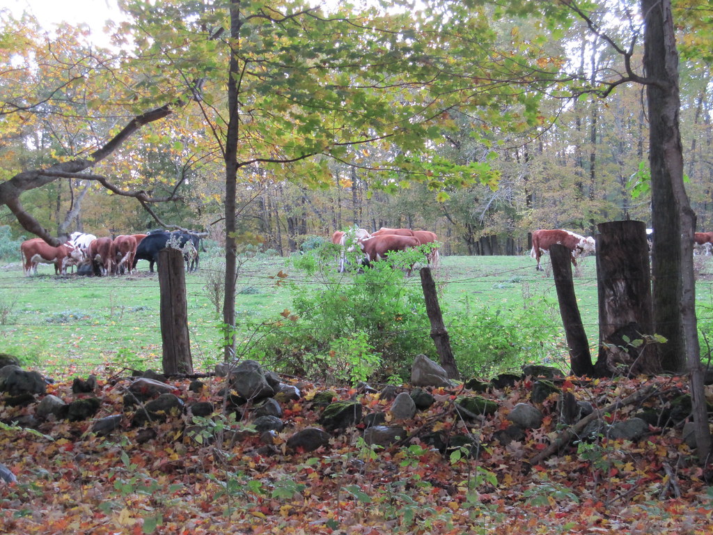 back road pownal vermont jessamyn west Flickr