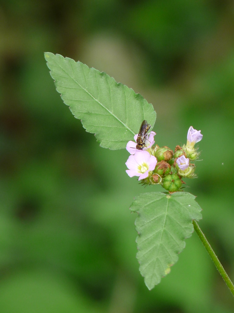 Chocolate Weed Common name Chocolate Weed, Wire bush, Red… Flickr