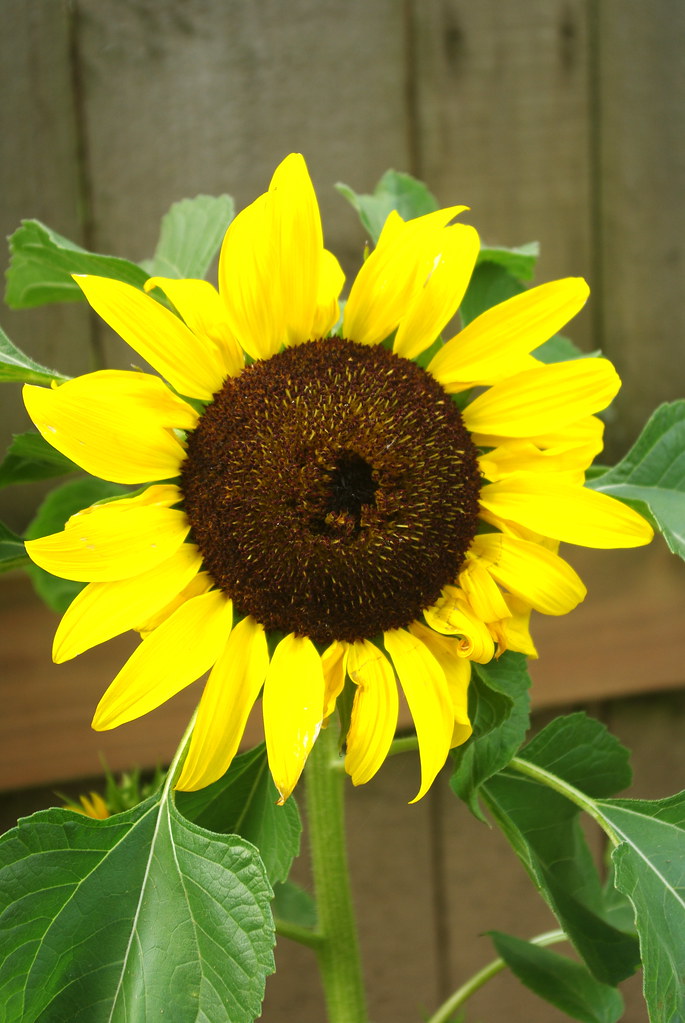 ballad sunflowers we planted a little row of these dwarf s… Flickr