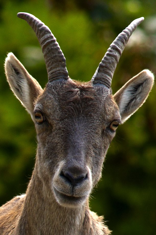 Horns and Hooves Flickr