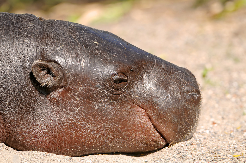 Happy hippo Portrait of a young dwarf hippopotamus of the … Flickr