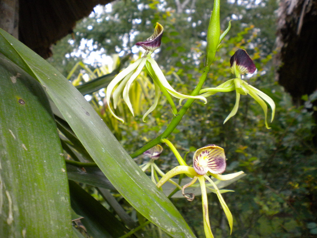 078 Black Orchid Belize National Flower Cheryl Bowen Flickr