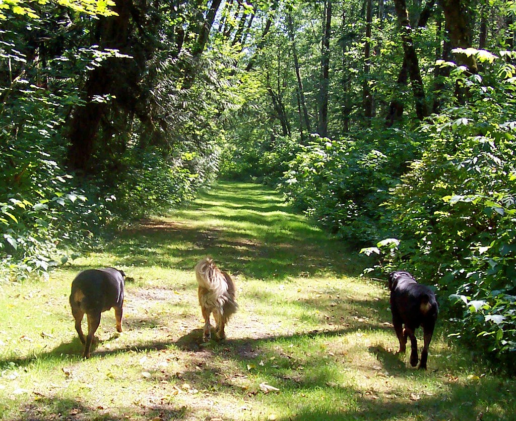 River Meadows Trail Walk 7/27/09 From Left to Right Star,… Flickr